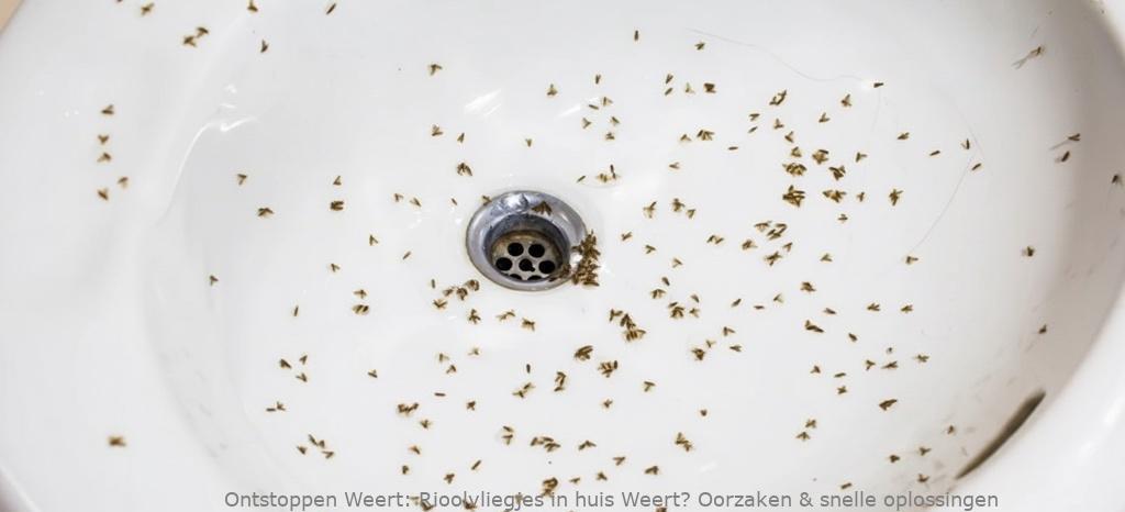 Rioolvliegjes in huis Weert? Oorzaken & snelle oplossingen